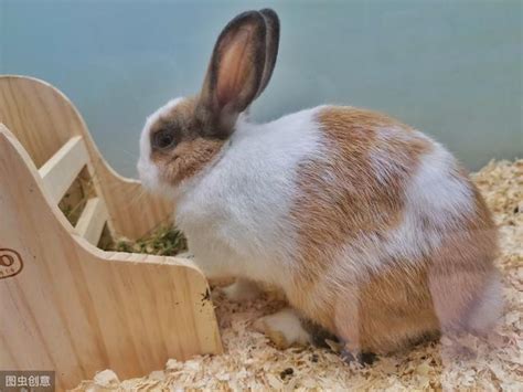 桌上盆栽 養兔子需要什麼
